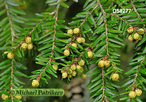 Eastern Hemlock (Tsuga canadensis)